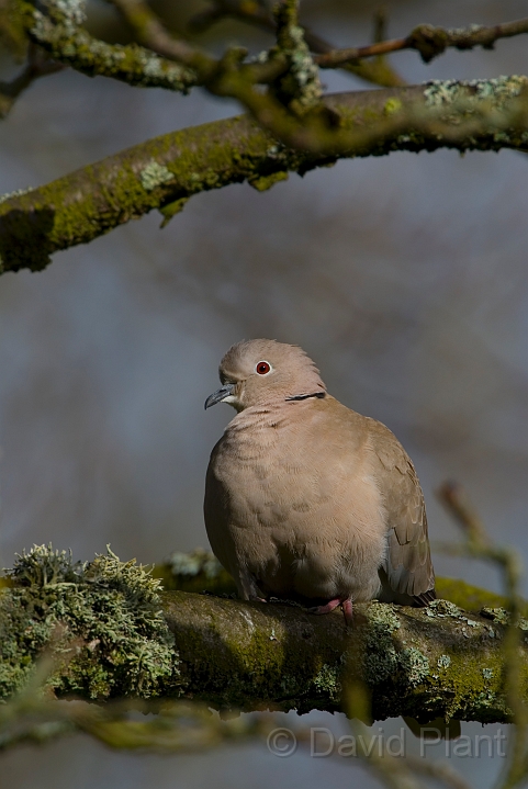 Collared dove - A.JPG - Collared dove - Gloucestershire